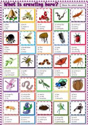 English Worksheet: What is crawling here?