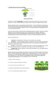 English Worksheet: Layers of the rainforests 