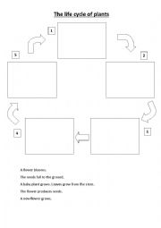 English Worksheet: The life cycle of plants