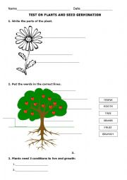 English Worksheet: Test on plants and seed germination