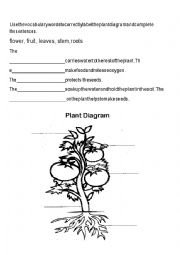 English Worksheet: Plant Parts and Function