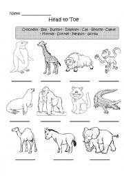English Worksheet: From Head to Toe