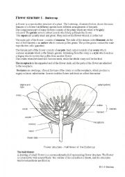 English Worksheet: plant-flower-01-buttercup
