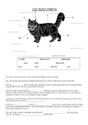English Worksheet: Cats Body Parts