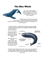 English Worksheet: The Blue Whale