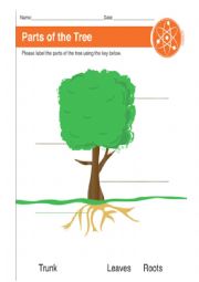 English Worksheet: Parts of a tree