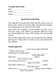English Worksheet: Special parts of the birds