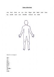 English Worksheet: parts of the body
