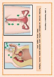 English Worksheet: Male and female sexual reproduction parts