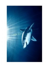 English Worksheet: flashcards 2 sea animals