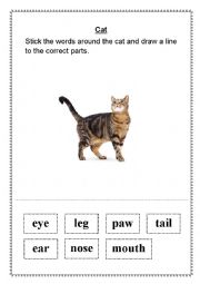 English Worksheet: Labelling a cat