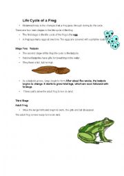 English Worksheet: Life cycle of a frog