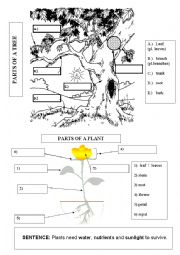 English Worksheet: PARTS OF PLANTS & TREES 1