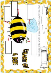 English Worksheet: BEE CHART