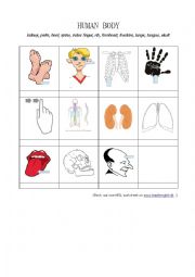 English Worksheet: Human body