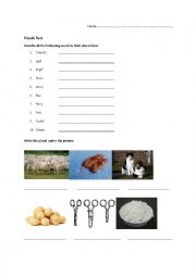 English Worksheet: Plurals worksheet