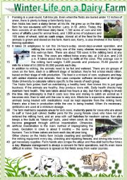 English Worksheet: Winter Life on a Dairy Farm. READING + varied ex + KEY