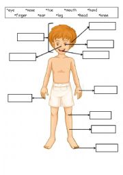 English Worksheet: body parts