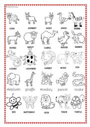 Picture Dictionary about animals