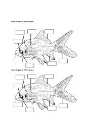 English Worksheet: Part of the fish