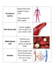 English Worksheet: Human Body Systems Flashcards