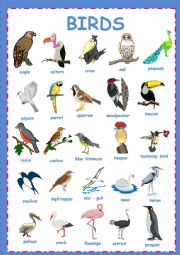 English Worksheet: Birds pictionary