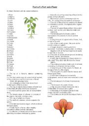 English Worksheet: Parts of a Plant and a Flower