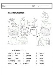 English Worksheet: PETS and NUMBERS