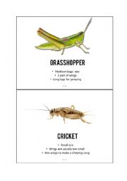 Insect picture cards
