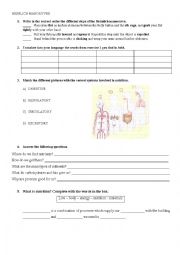 English Worksheet: The human body 