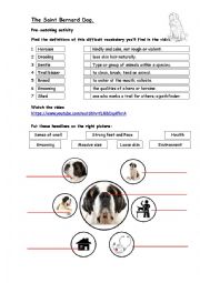 English Worksheet: The Saint Bernard Dog