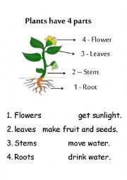 English Worksheet: plant parts and function