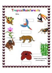 English Worksheet: Tropical Rainforests