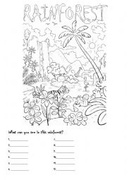 English Worksheet: The rainforest