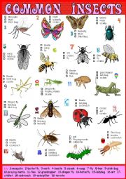 English Worksheet: Common Insects Pictionary and Multiple choice + Key