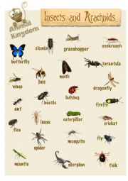 English Worksheet: Animal Kingdom - Insects