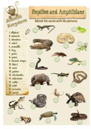 English Worksheet: Animal Kingdom - Reptiles (2)