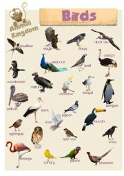 English Worksheet: Animal Kingdom - Birds