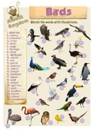 English Worksheet: Animal Kingdom - Birds (2)