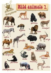 English Worksheet: Animal Kingdom - Wild (A)