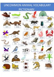 English Worksheet: Uncommon Animal Vocabulary Pictionary  Part 1 of a 3 set exercise