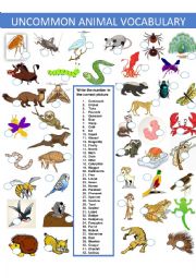 Uncommon Animal Vocabulary MatchingPart 2of a 3 set exercise
