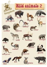 English Worksheet: Animal Kingdom - Wild (B)