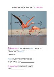 ANIMAL BODY PARTS: FLAMINGOS