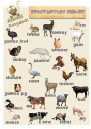 English Worksheet: Animal Kingdom - Domesticated animals