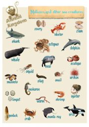 English Worksheet: Animal Kingdom - Molluscs and other sea creatures