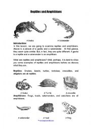 Amiphians and reptiles