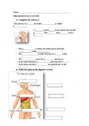 The digestive system test