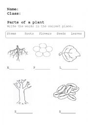 English Worksheet: Parts of a plant