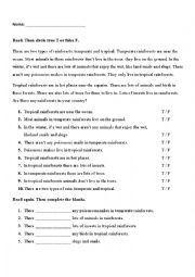 English Worksheet:  The rainforest 